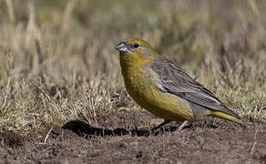 Bright-rumped Yellow Finch