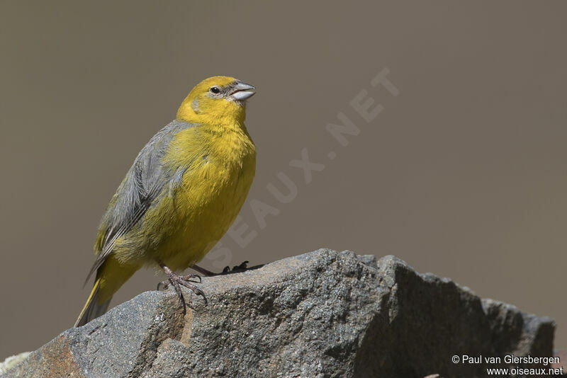 Bright-rumped Yellow Finch male adult