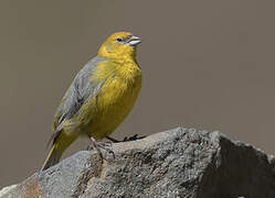 Bright-rumped Yellow Finch