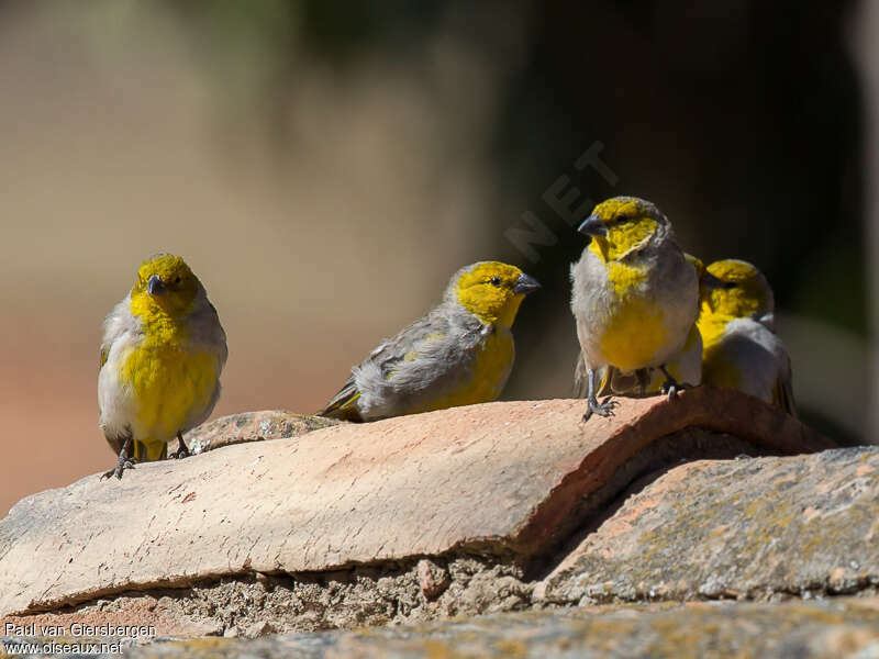 Sicale à tête jaune