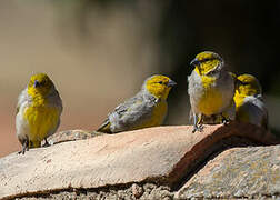 Citron-headed Yellow Finch