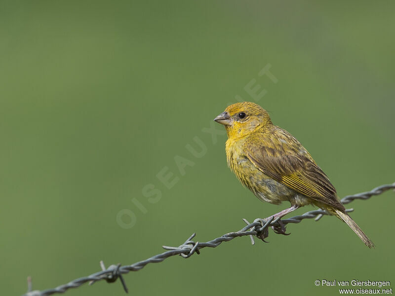 Saffron Finch