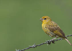 Saffron Finch