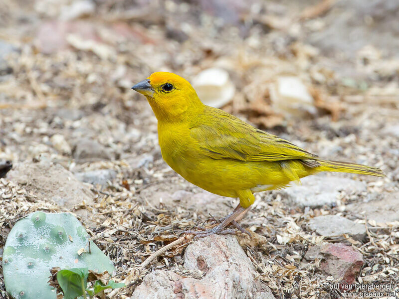 Saffron Finch