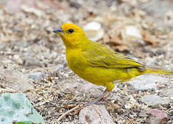 Saffron Finch