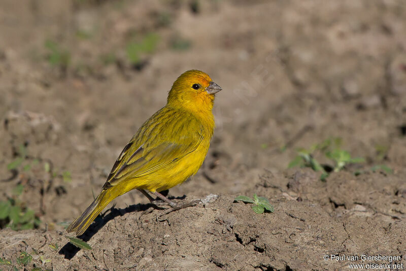 Saffron Finch