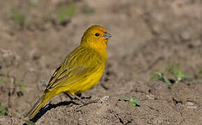 Saffron Finch