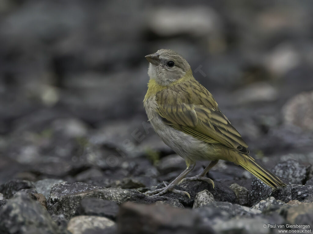 Saffron Finch female adult