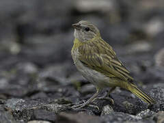 Saffron Finch