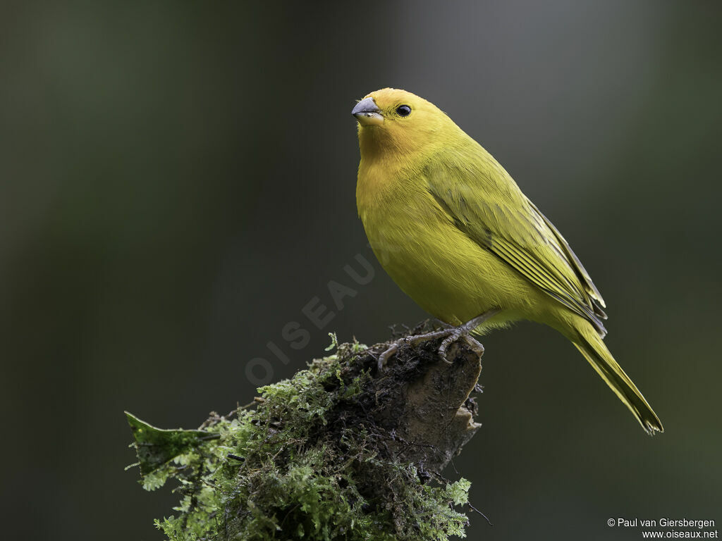 Saffron Finch male adult