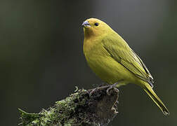 Saffron Finch