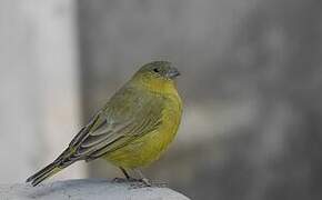 Greenish Yellow Finch