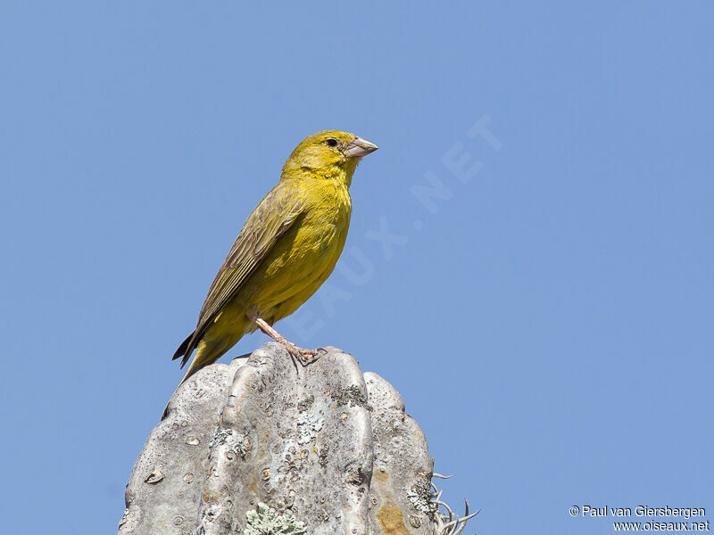 Greenish Yellow Finch