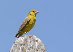 Greenish Yellow Finch