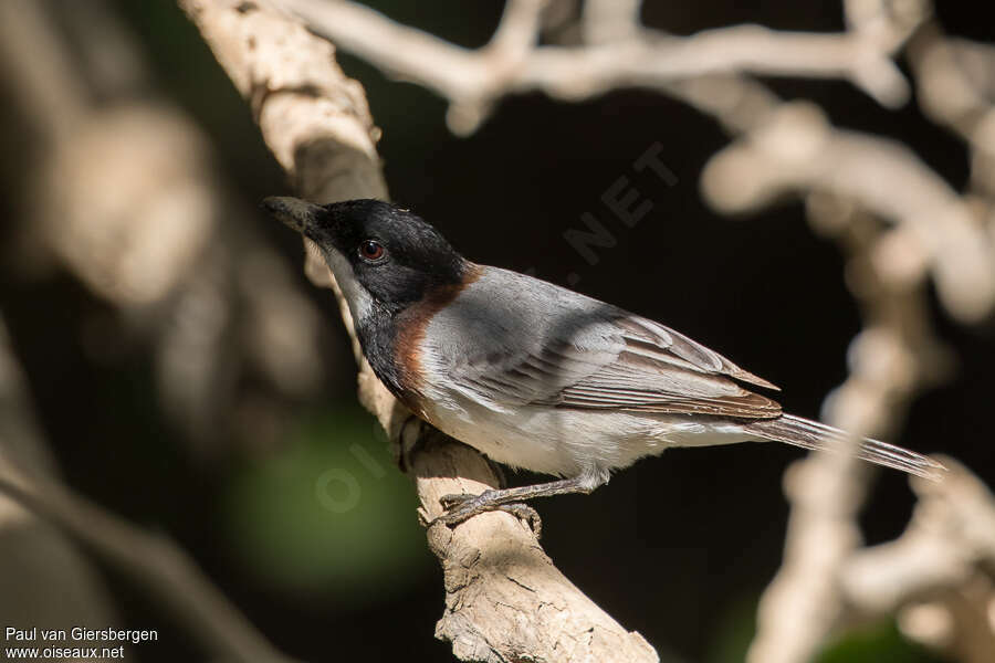 White-breasted Whistler male adult, identification