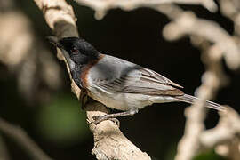 White-breasted Whistler