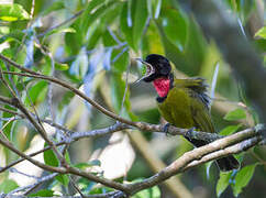 Bare-throated Whistler