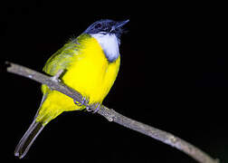 Black-chinned Whistler