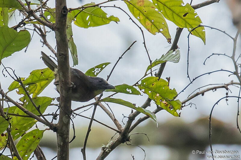 Rufous-naped Bellbird