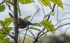 Rufous-naped Bellbird