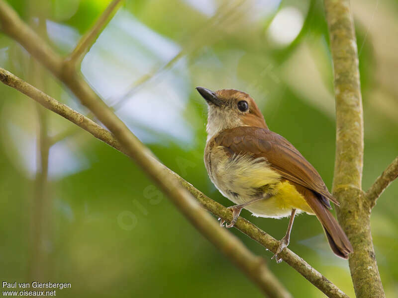 Siffleur à ventre jauneadulte, identification