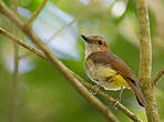 Siffleur à ventre jaune