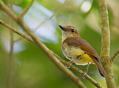 Sulphur-vented Whistler