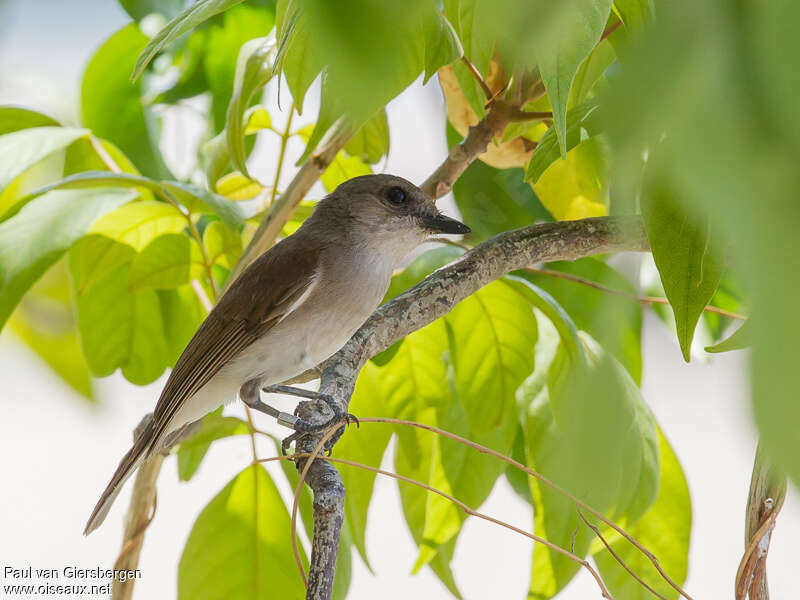 Mangrove Whistleradult, identification