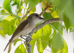 Mangrove Whistler