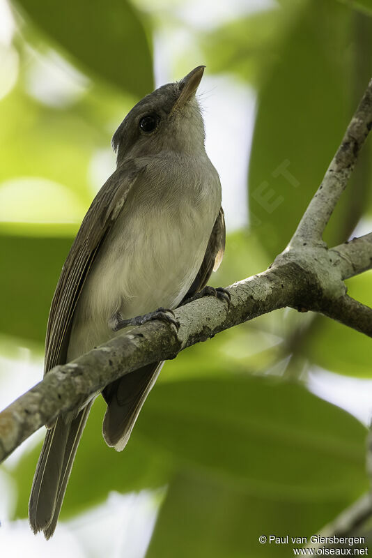 Mangrove Whistleradult