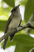 Mangrove Whistler