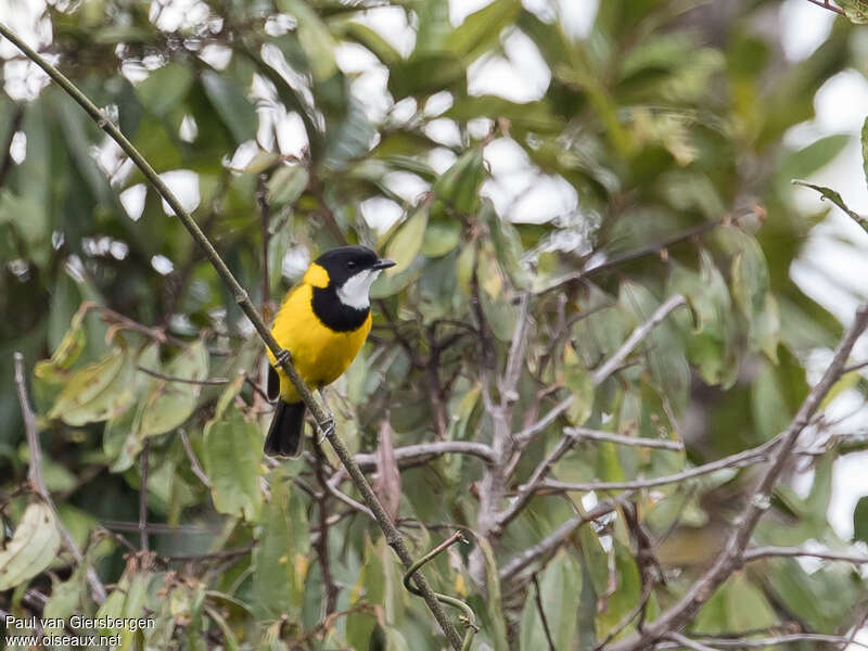 Siffleur de Balim mâle adulte, identification