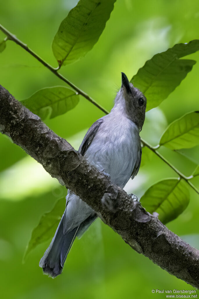 White-vented Whistleradult