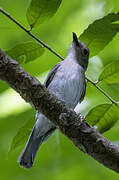 White-vented Whistler