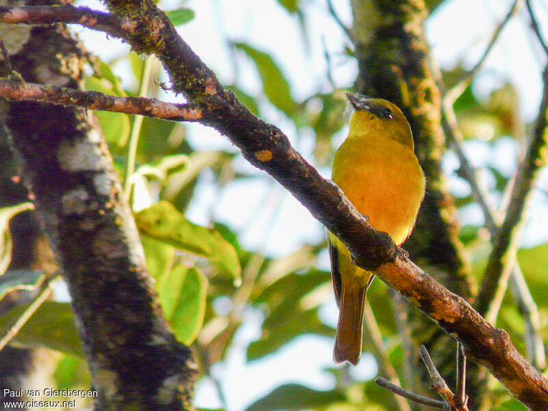 Bornean Whistleradult, identification