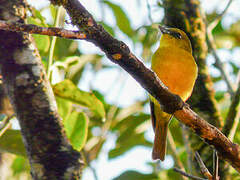 Bornean Whistler