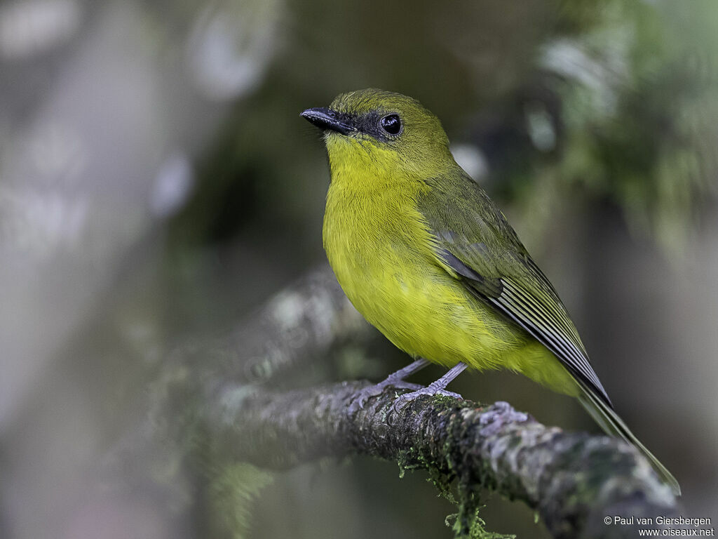 Bornean Whistleradult