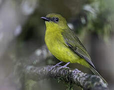 Bornean Whistler