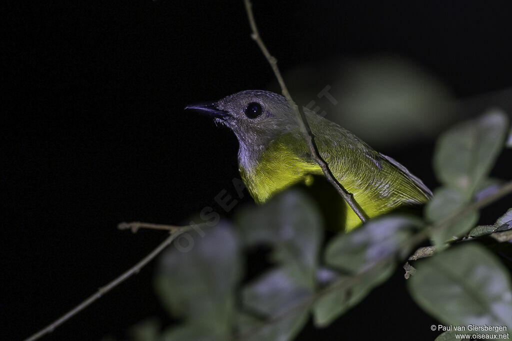 Yellow-bellied Whistleradult