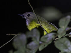 Yellow-bellied Whistler