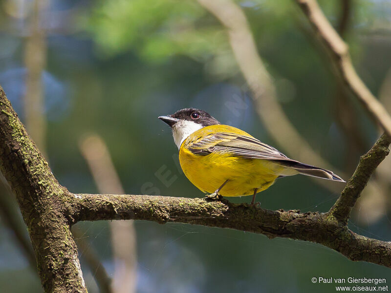 Australian Golden Whistler