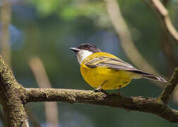 Australian Golden Whistler