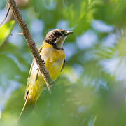 Rusty-breasted Whistler