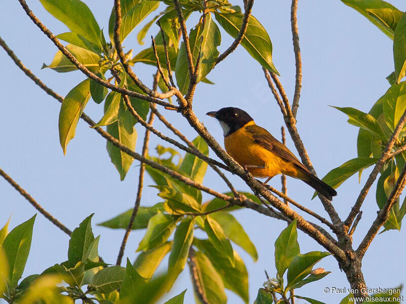 Rusty-breasted Whistler