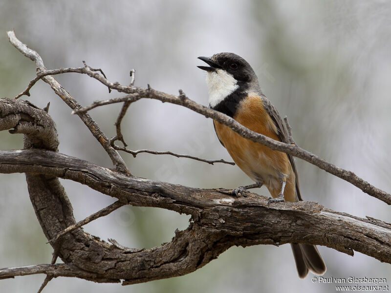 Rufous Whistler