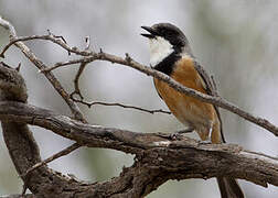 Rufous Whistler