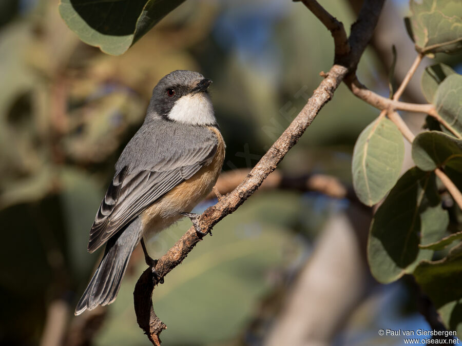 Rufous Whistler male adult