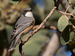 Rufous Whistler