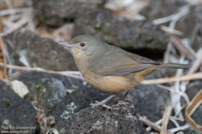 Rufous Shrikethrushadult