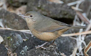 Rufous Shrikethrush